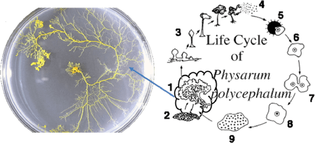 Figure 1 for A Survey on Physarum Polycephalum Intelligent Foraging Behaviour and Bio-Inspired Applications