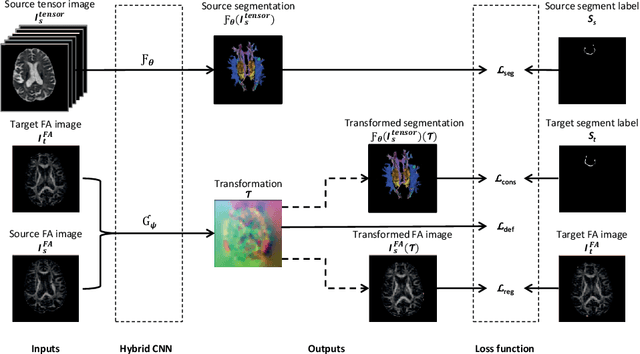 Figure 1 for A hybrid deep learning framework for integrated segmentation and registration: evaluation on longitudinal white matter tract changes