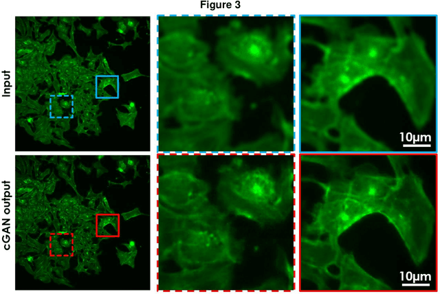 Figure 2 for Virtual organelle self-coding for fluorescence imaging via adversarial learning