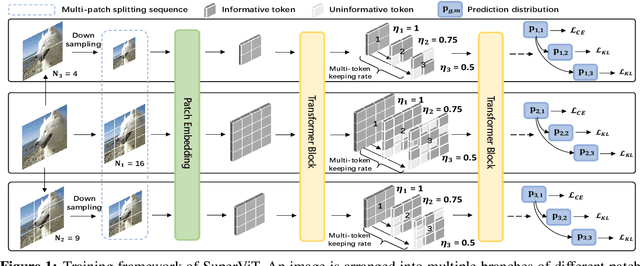 Figure 1 for Super Vision Transformer