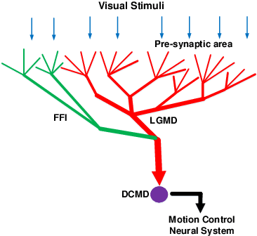 Figure 1 for A Visual Neural Network for Robust Collision Perception in Vehicle Driving Scenarios