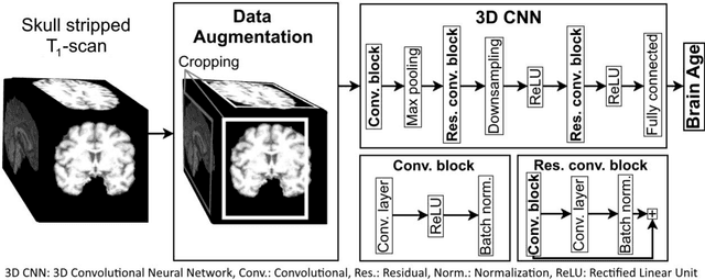 Figure 2 for Predicting brain-age from raw T 1 -weighted Magnetic Resonance Imaging data using 3D Convolutional Neural Networks