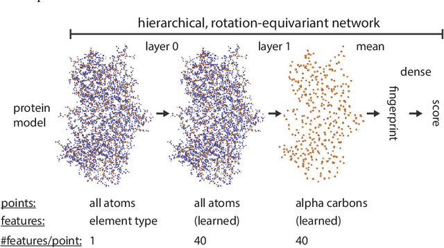 Figure 1 for Protein model quality assessment using rotation-equivariant, hierarchical neural networks