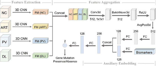Figure 3 for Multi-Phase Cross-modal Learning for Noninvasive Gene Mutation Prediction in Hepatocellular Carcinoma