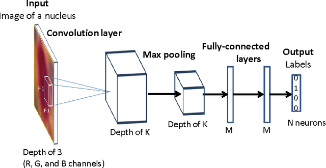 Figure 3 for Automatic labeling of molecular biomarkers of whole slide immunohistochemistry images using fully convolutional networks