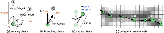 Figure 3 for Monte Carlo Physarum Machine: Characteristics of Pattern Formation in Continuous Stochastic Transport Networks