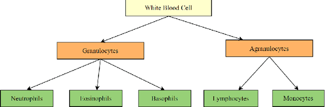 Figure 1 for White blood cell subtype detection and classification