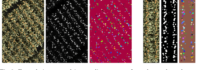 Figure 4 for AutoCount: Unsupervised Segmentation and Counting of Organs in Field Images