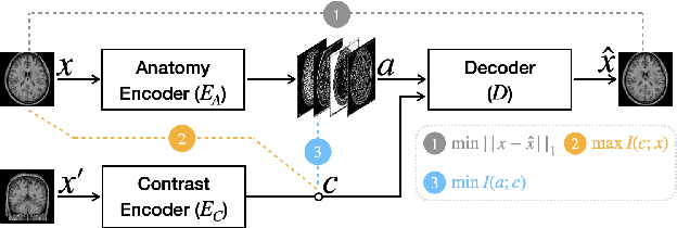 Figure 1 for Disentangling A Single MR Modality