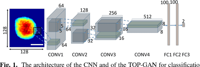 Figure 1 for TOP-GAN: Label-Free Cancer Cell Classification Using Deep Learning with a Small Training Set