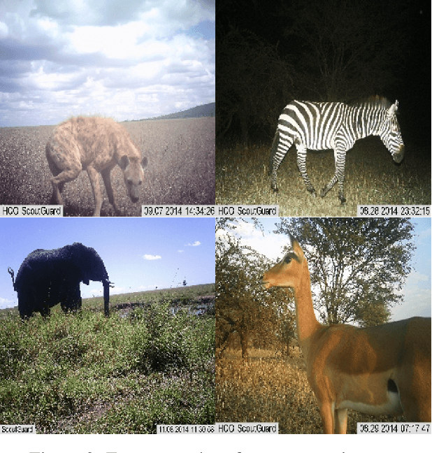 Figure 3 for Two-phase training mitigates class imbalance for camera trap image classification with CNNs