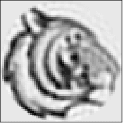 Figure 2 for Image recovery from rotational and translational invariants