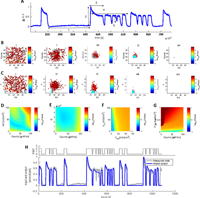 Figure 1 for Searching for Biophysically Realistic Parameters for Dynamic Neuron Models by Genetic Algorithms from Calcium Imaging Recording