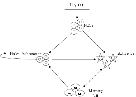 Figure 2 for System Dynamics Modelling of the Processes Involving the Maintenance of the Naive T Cell Repertoire