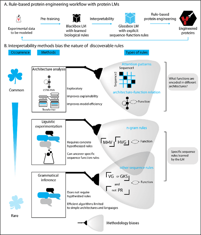Figure 4 for Advancing protein language models with linguistics: a roadmap for improved interpretability