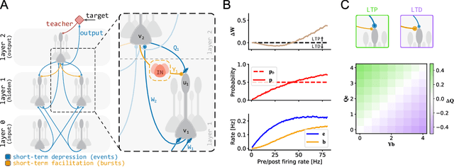 Figure 1 for Single-phase deep learning in cortico-cortical networks