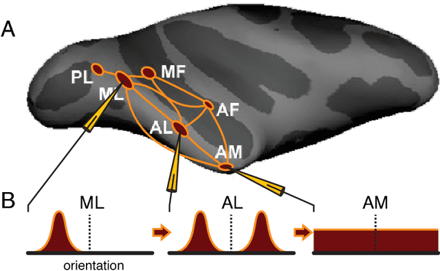 Figure 1 for View-tolerant face recognition and Hebbian learning imply mirror-symmetric neural tuning to head orientation