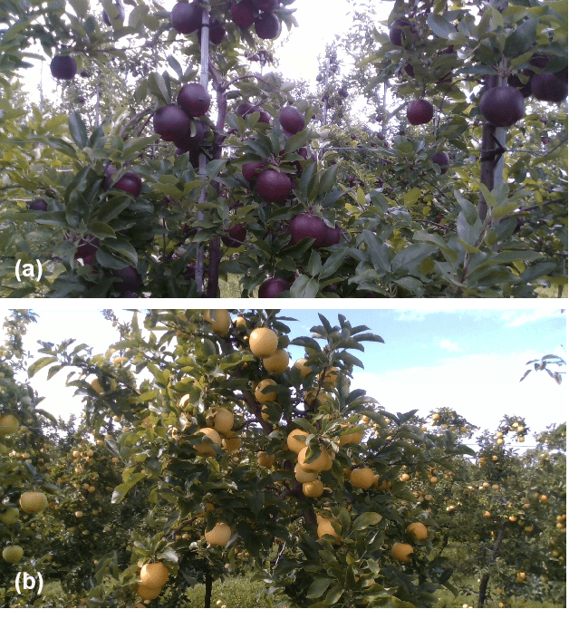 Figure 1 for DeepApple: Deep Learning-based Apple Detection using a Suppression Mask R-CNN