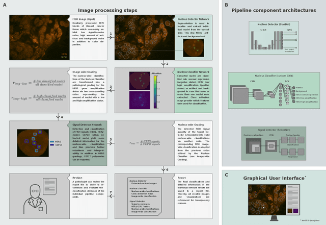 Figure 1 for An interpretable automated detection system for FISH-based HER2 oncogene amplification testing in histo-pathological routine images of breast and gastric cancer diagnostics