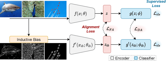 Figure 1 for InBiaseD: Inductive Bias Distillation to Improve Generalization and Robustness through Shape-awareness