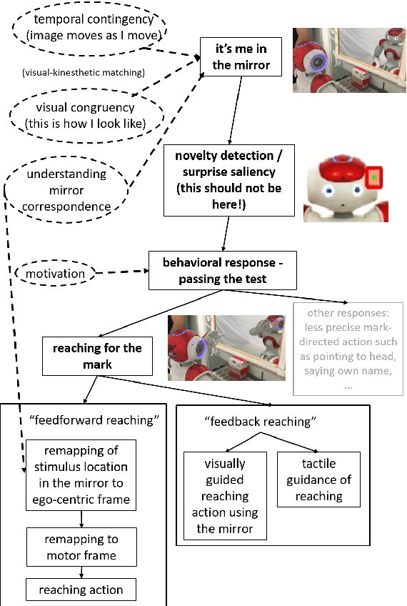 Figure 4 for Robot in the mirror: toward an embodied computational model of mirror self-recognition