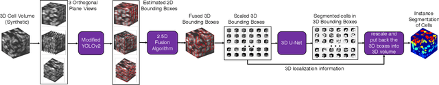 Figure 1 for YOLO2U-Net: Detection-Guided 3D Instance Segmentation for Microscopy