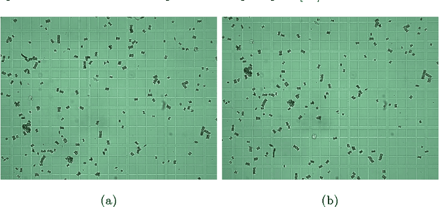 Figure 3 for Automatic Identification of Scenedesmus Polymorphic Microalgae from Microscopic Images