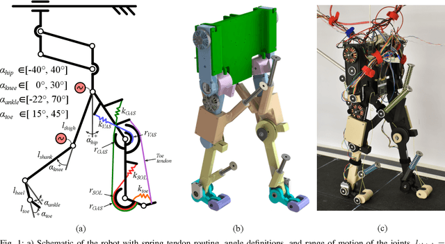 Figure 1 for Investigation on a bipedal robot: Why do humans need both Soleus andGastrocnemius muscles for ankle push-off during walking?