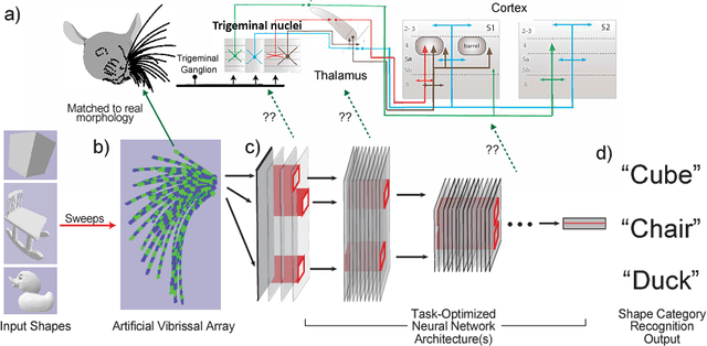 Figure 1 for Toward Goal-Driven Neural Network Models for the Rodent Whisker-Trigeminal System