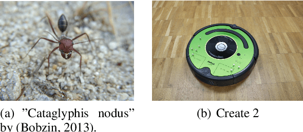 Figure 1 for Cataglyphis ant navigation strategies solve the global localization problem in robots with binary sensors