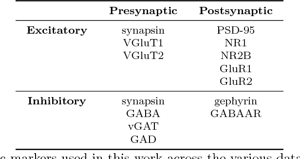 Figure 2 for Probabilistic Fluorescence-Based Synapse Detection
