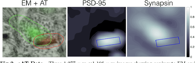 Figure 3 for Probabilistic Fluorescence-Based Synapse Detection