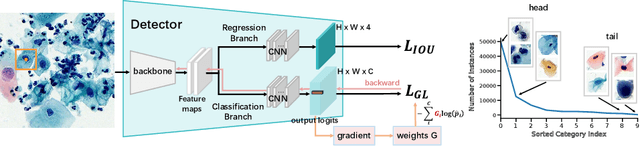 Figure 1 for Sample hardness based gradient loss for long-tailed cervical cell detection