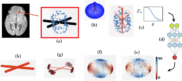 Figure 1 for A machine learning-based method for estimating the number and orientations of major fascicles in diffusion-weighted magnetic resonance imaging