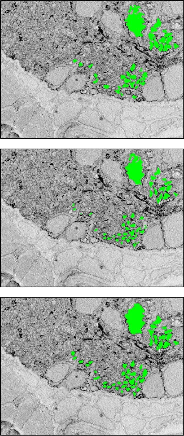 Figure 3 for Understanding Neural Pathways in Zebrafish through Deep Learning and High Resolution Electron Microscope Data