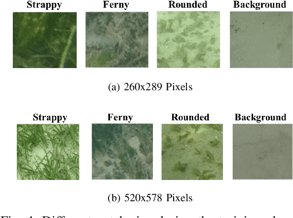 Figure 4 for Multi-species Seagrass Detection and Classification from Underwater Images