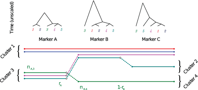Figure 1 for A nonparametric HMM for genetic imputation and coalescent inference