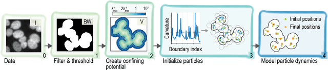 Figure 3 for Seed-Point Detection of Clumped Convex Objects by Short-Range Attractive Long-Range Repulsive Particle Clustering