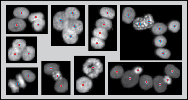 Figure 4 for Seed-Point Detection of Clumped Convex Objects by Short-Range Attractive Long-Range Repulsive Particle Clustering