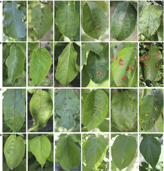 Figure 3 for Identify Apple Leaf Diseases Using Deep Learning Algorithm