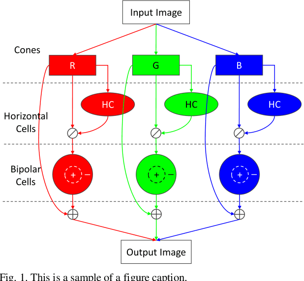 Figure 1 for Low-Light Image Restoration Based on Retina Model using Neural Networks