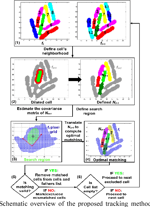 Figure 1 for Tracking Single-Cells in Overcrowded Bacterial Colonies