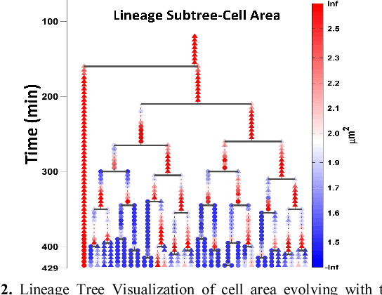 Figure 2 for Tracking Single-Cells in Overcrowded Bacterial Colonies