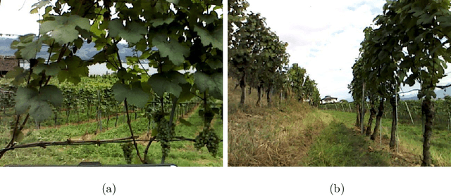 Figure 4 for In-field high throughput grapevine phenotyping with a consumer-grade depth camera