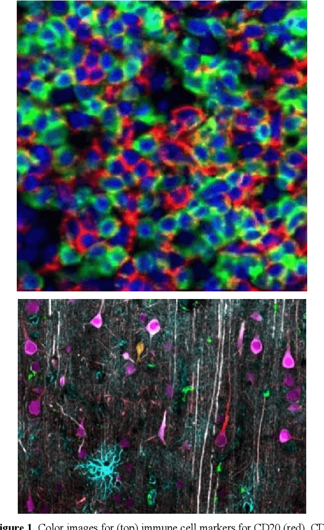 Figure 1 for Automated Phenotyping via Cell Auto Training (CAT) on the Cell DIVE Platform