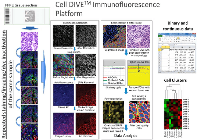 Figure 3 for Automated Phenotyping via Cell Auto Training (CAT) on the Cell DIVE Platform