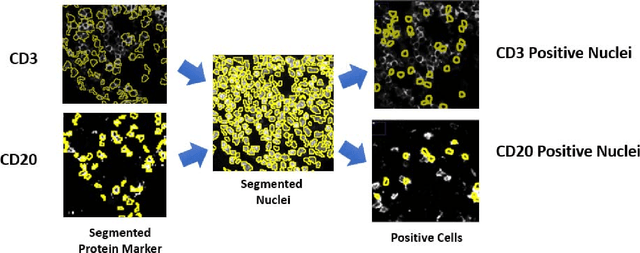 Figure 4 for Automated Phenotyping via Cell Auto Training (CAT) on the Cell DIVE Platform