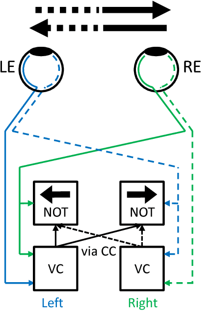 Figure 2 for An active efficient coding model of the optokinetic nystagmus