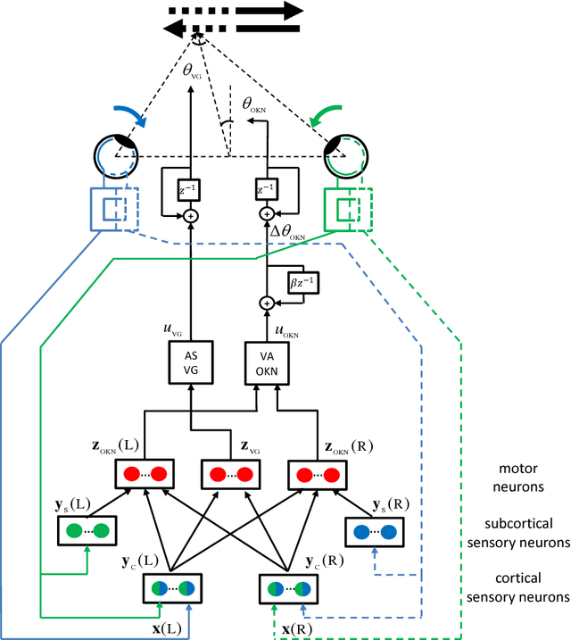 Figure 3 for An active efficient coding model of the optokinetic nystagmus