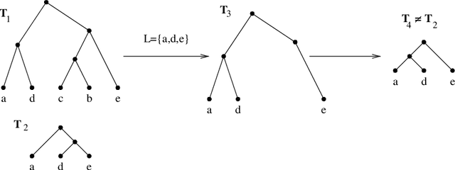 Figure 4 for The Ultrametric Constraint and its Application to Phylogenetics